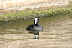 Fulica atra