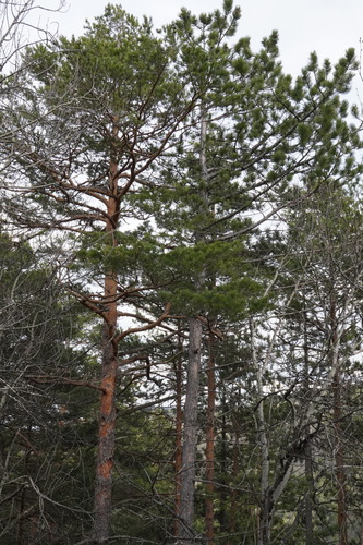 Black pine (Pinus nigra)