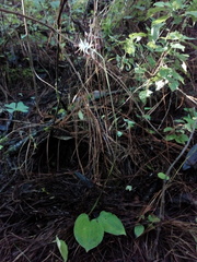 Cranichis subumbellata