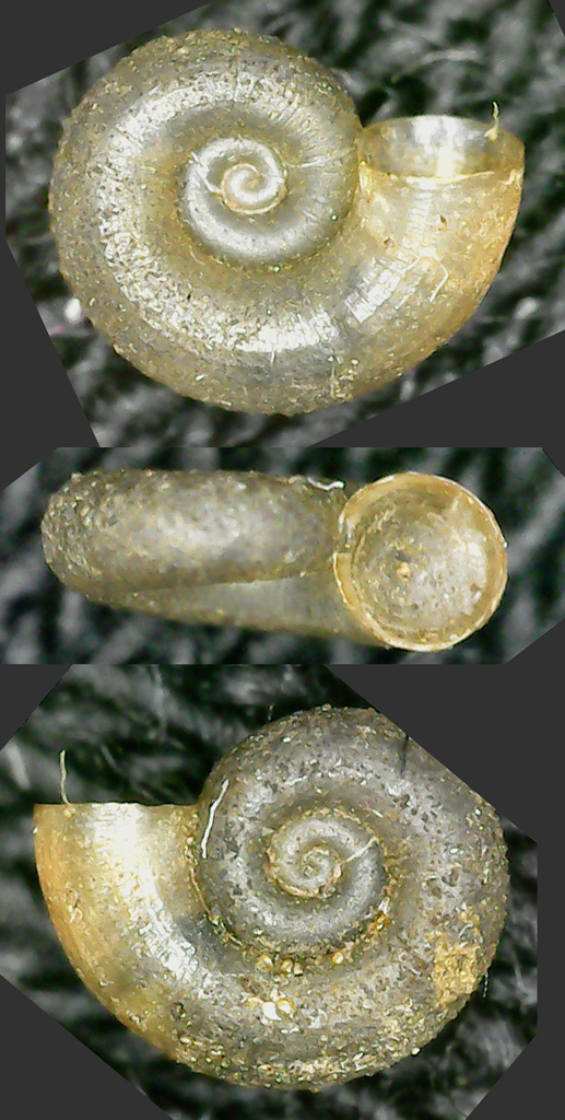 Flat Valve Snail