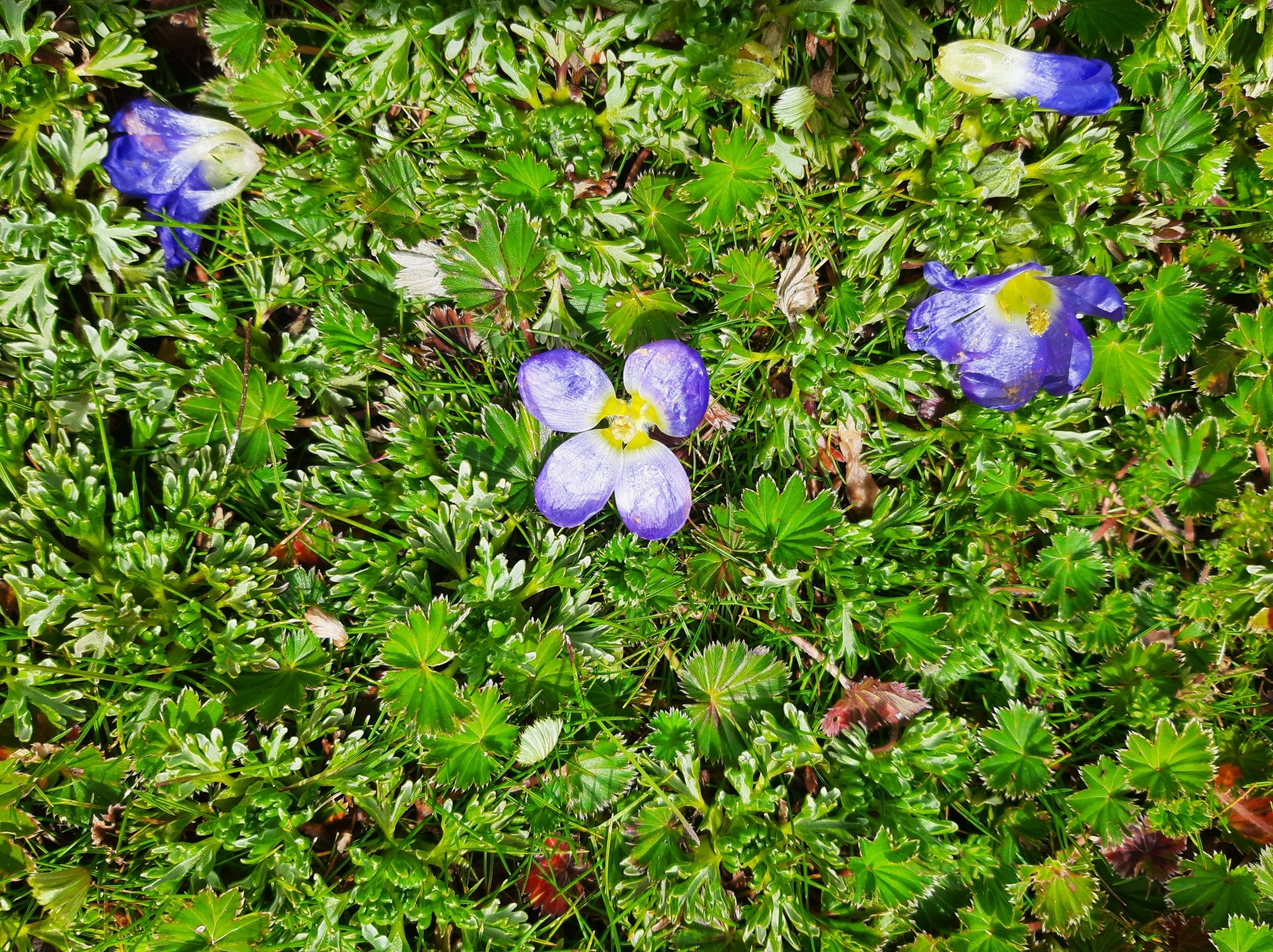 Nototriche phyllanthos image