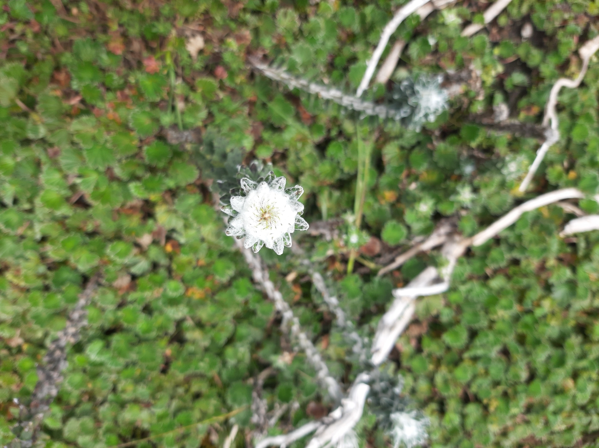 Lasiocephalus image