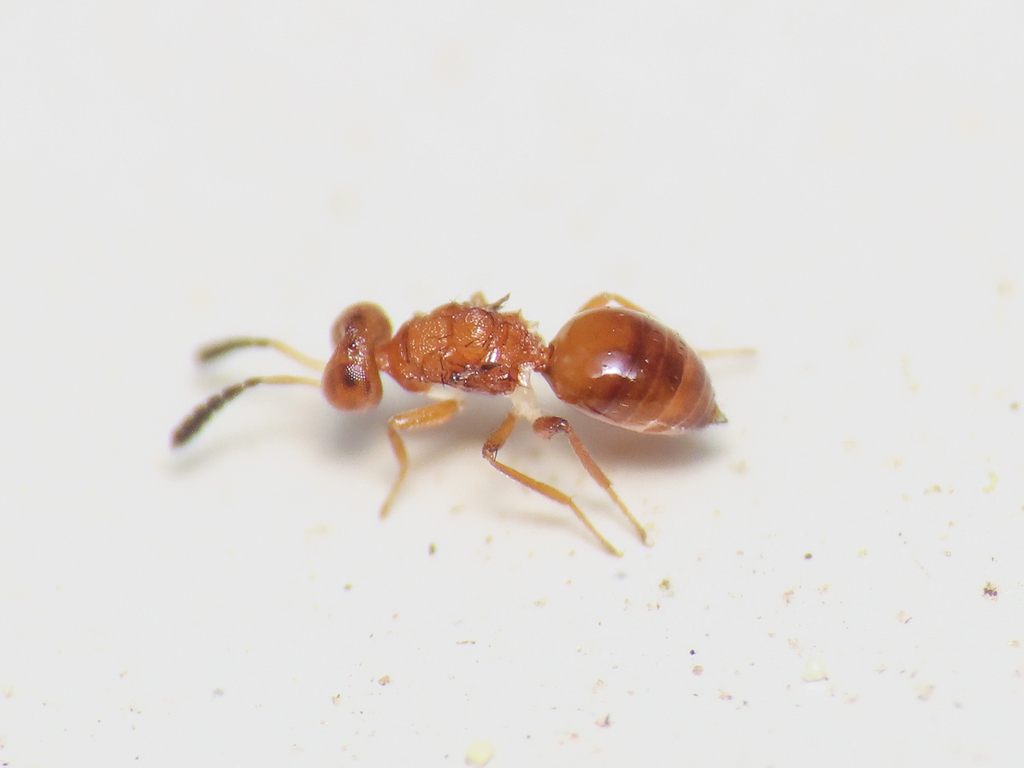 Xanthella szabopatayi