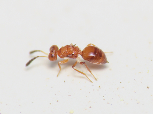 Xanthella szabopatayi