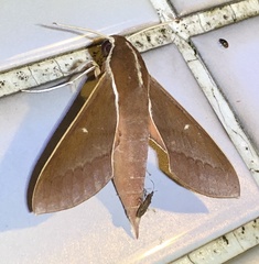 Theretra pallicosta