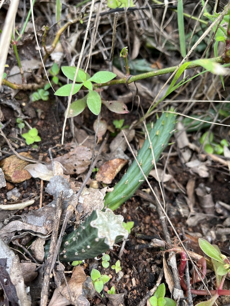 Senecio stapeliiformis E.Phillips 3