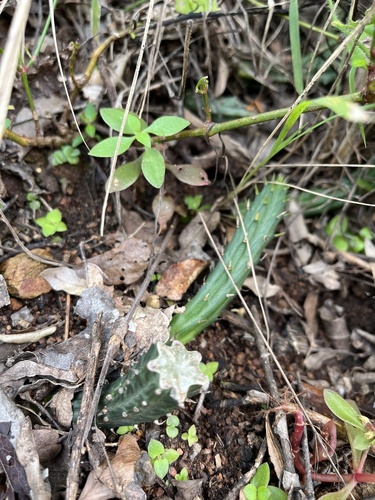 Kleinia stapeliiformis, photograph 3