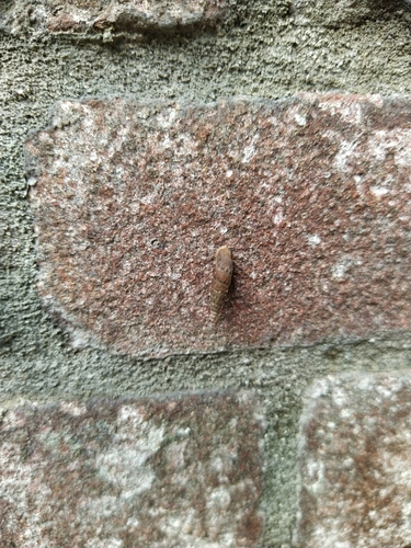 Two lipped door snail, Nijmegen, Valkhof, 6511 TB Nijmegen, Nederland, photo 9 of 10