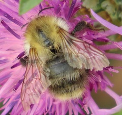 Bombus pascuorum