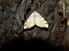 Macaria liturata