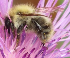 Bombus pascuorum