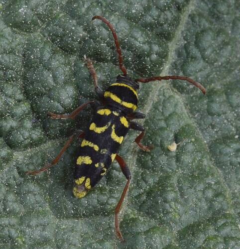 Neoplagionotus scalaris