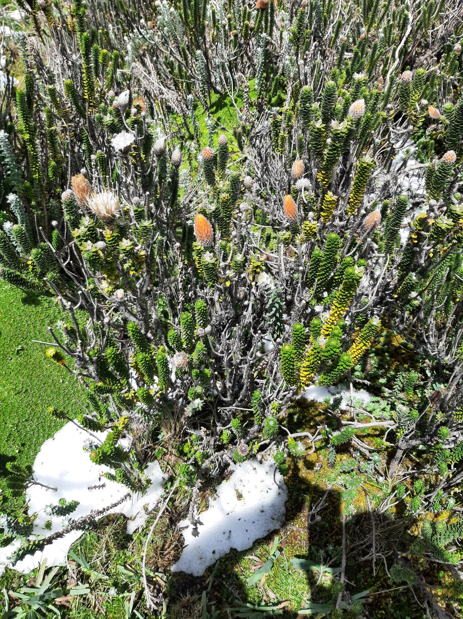 Chuquiraga jussieui image