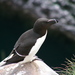 Razorbill - Photo (c) Gonzalo Mucientes Sandoval, some rights reserved (CC BY-NC-SA), uploaded by Gonzalo Mucientes Sandoval