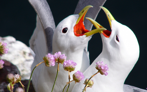 Black-Legged Kittiwake
