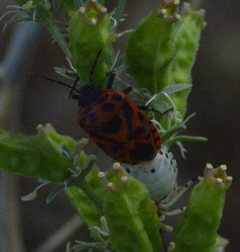 red cabbage bug