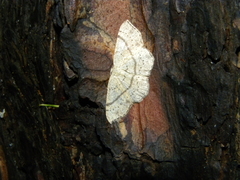 Cyclophora ruficiliaria