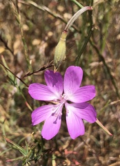 Clarkia biloba ssp. biloba