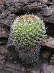 Mammillaria mystax