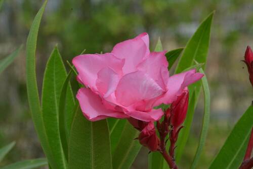 oleander
