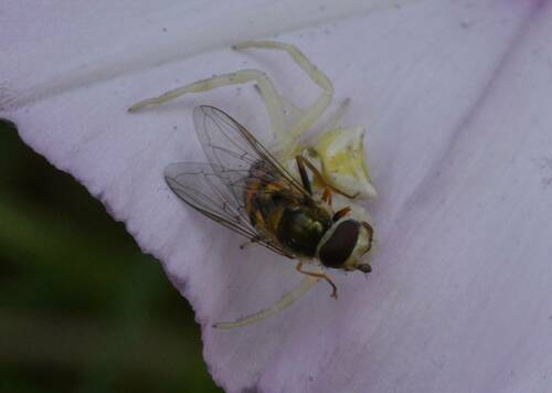 Heather crab spider