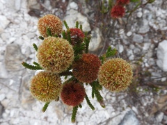 Brunia noduliflora