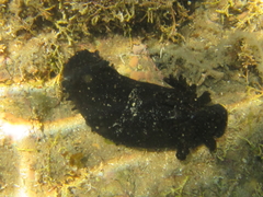 Dendrodoris