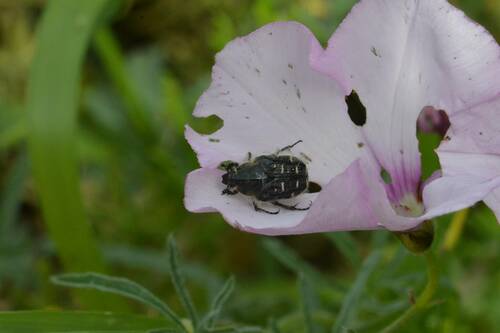 Hairy Rose Beetle