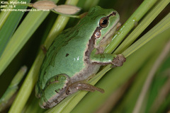 Hyla suweonensis