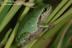 Hyla suweonensis