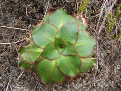 Hermas ciliata
