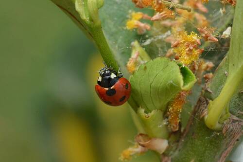 Algerian Seven-spotted Lady Beetle