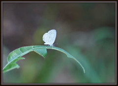 Celastrina ladon