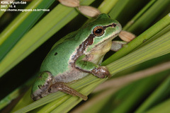 Hyla suweonensis