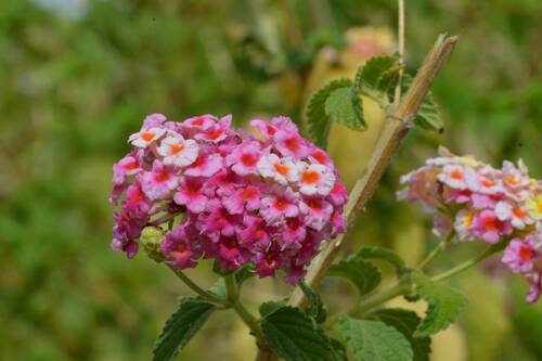 common lantana