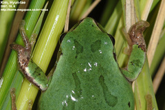 Hyla suweonensis