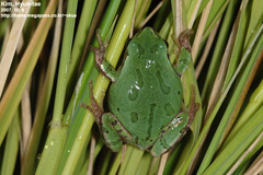 Hyla suweonensis