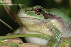 Hyla suweonensis