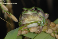 Hyla suweonensis