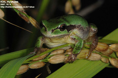 Hyla suweonensis