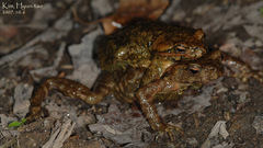 Bufo stejnegeri