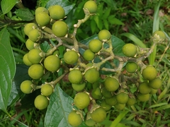 Tabacon aspero