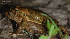 Bufo stejnegeri