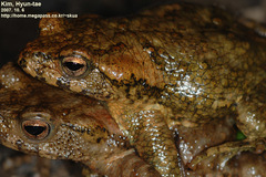 Bufo stejnegeri