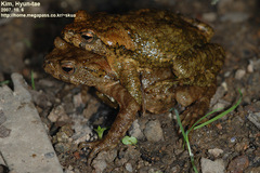 Bufo stejnegeri