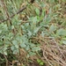 Osyris lanceolata - Photo (c) Kyle Campbell, μερικά δικαιώματα διατηρούνται (CC BY-ND), uploaded by Kyle Campbell