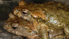 Bufo stejnegeri