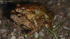 Bufo stejnegeri