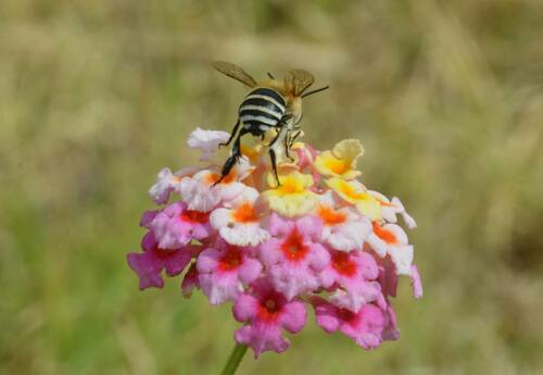 Four-striped Digger Bee