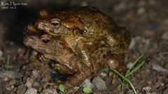 Bufo stejnegeri